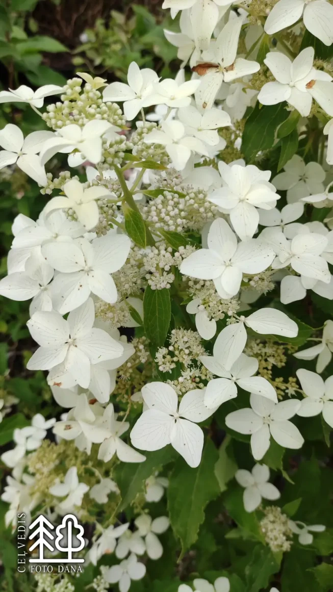 Hydrangea paniculata   'Magical Starlight' ('Kolmastar')